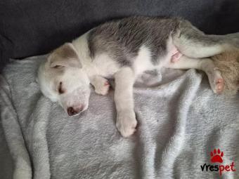 Ράτσα: Τσόου Τσόου - Chow chow | Ηλικία: 3 μηνών | Φύλο: Αρσενικό | Αρ. Microchip: 563883877399374 | Περιοχή: Αττική